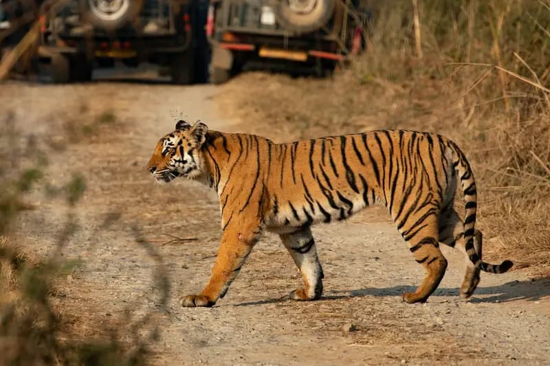 Jim Corbett Wild: 3-Day Tiger Safari & Riverside Nature Trip