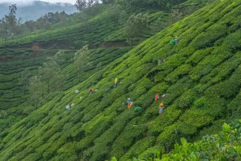 Kerala Nature Journey: 5 Days in Munnar, Thekkady & Alleppey