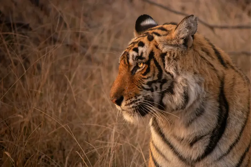 Ranthambore: Royal Tigers & Ancient Forts - 3 Days Expedition