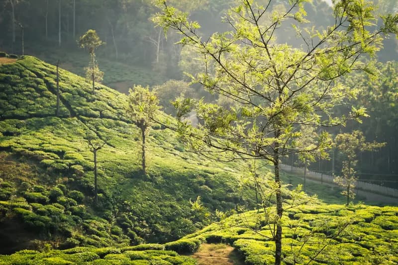3-Day Coorg - 3 Days Scotland of India & Coffee Plantation Retreat