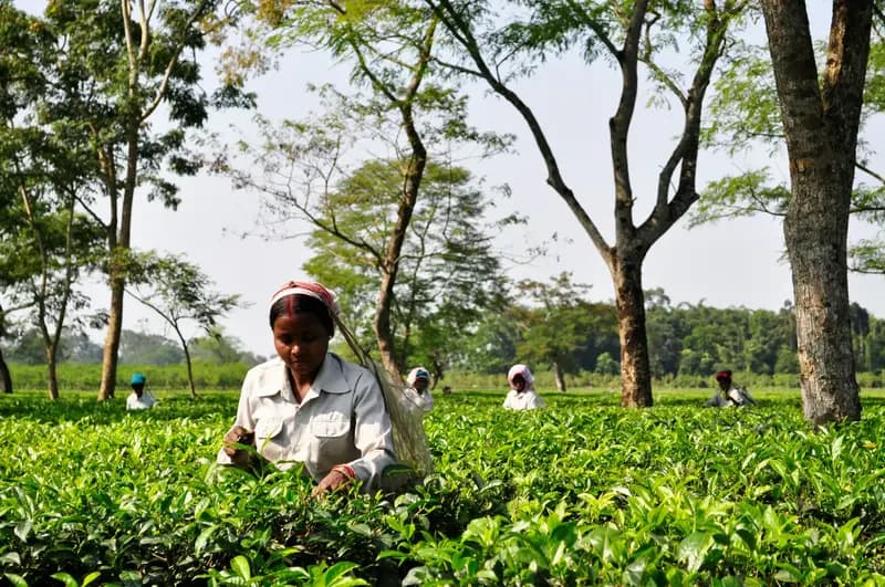 5-Day Assam: Rhinos, Rivers & Tea Estates - 5 Days Valley Expedition