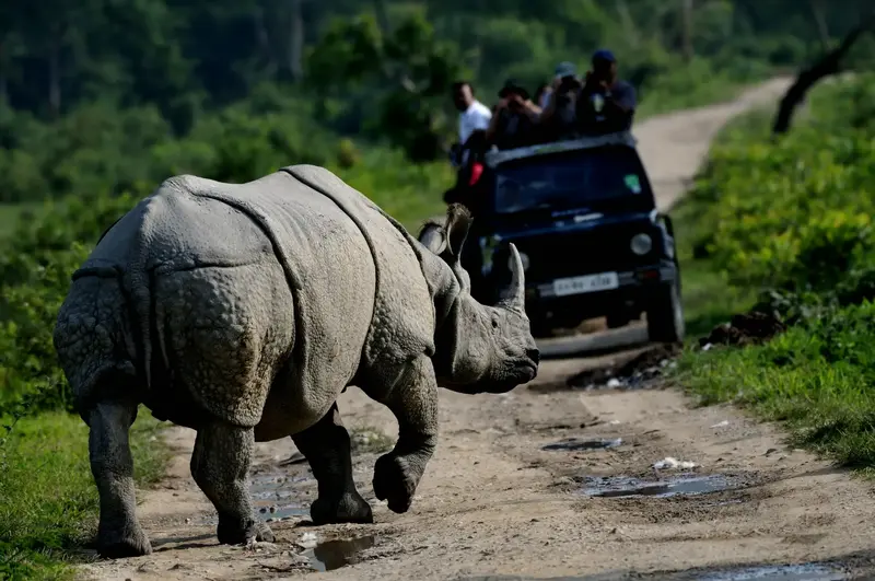4-Day Kaziranga Wildlife Safari - 4 Days Kingdom of the One-Horned Rhino