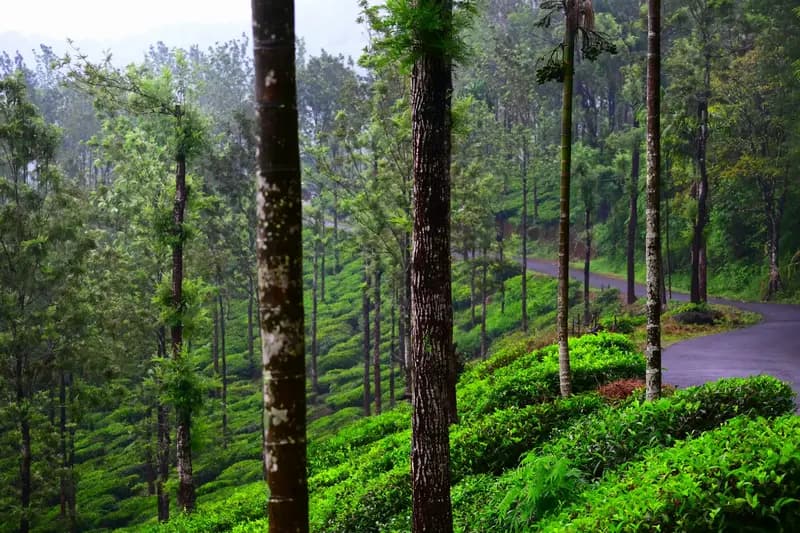 Wayanad Wild - 3 Days Mist, Caves & Tropical Highland Expedition