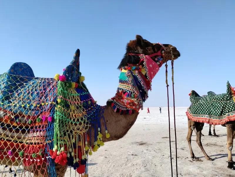 4-Day Rann of Kutch: The White Desert & Tribal Heritage - 4 Days Exploration