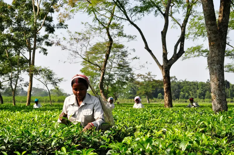 5-Day Assam: Rhinos, Rivers & Tea Estates - 5 Days Valley Expedition