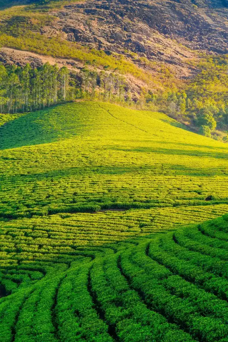 Nature